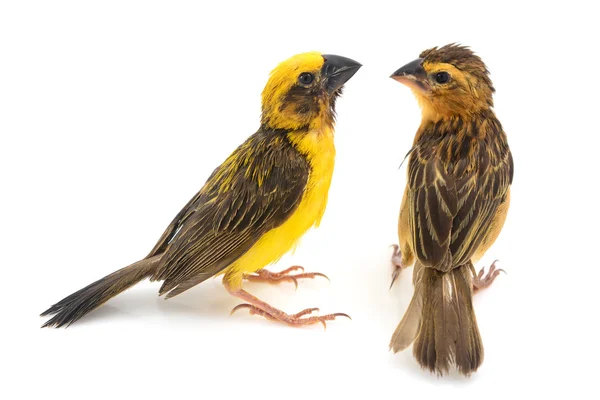 Asian Golden Weaver bird — Stock Photo, Image