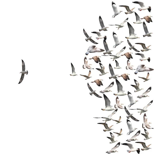 Flying seagull birds — Stock Photo, Image