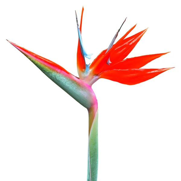 Oiseau de paradis fleur — Photo