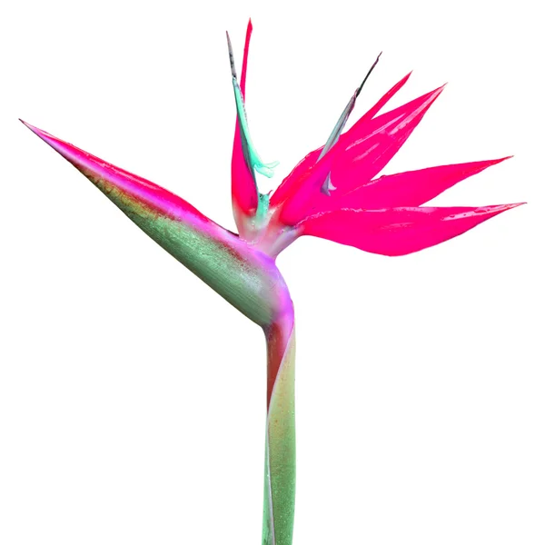 Oiseau de paradis fleur — Photo