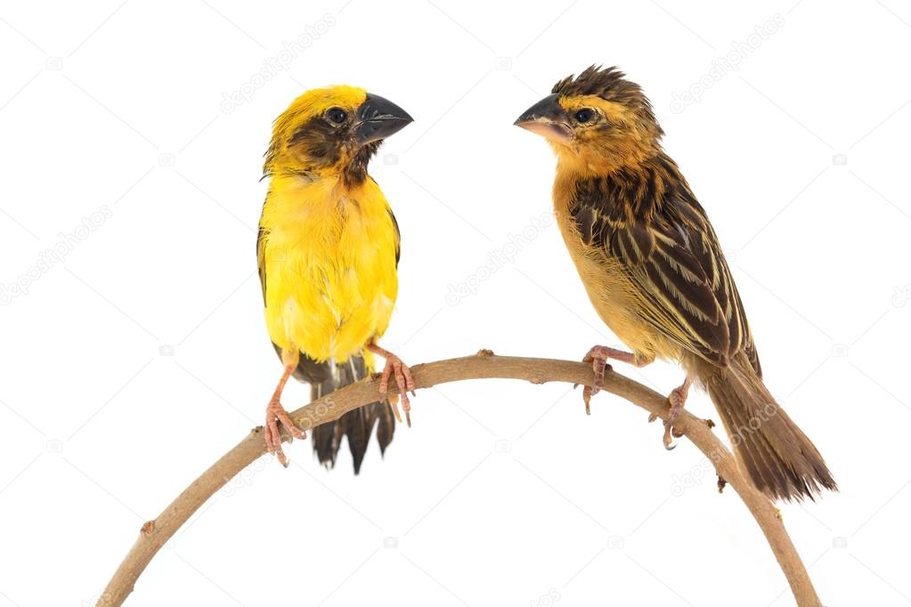 Asian Golden Weaver bird