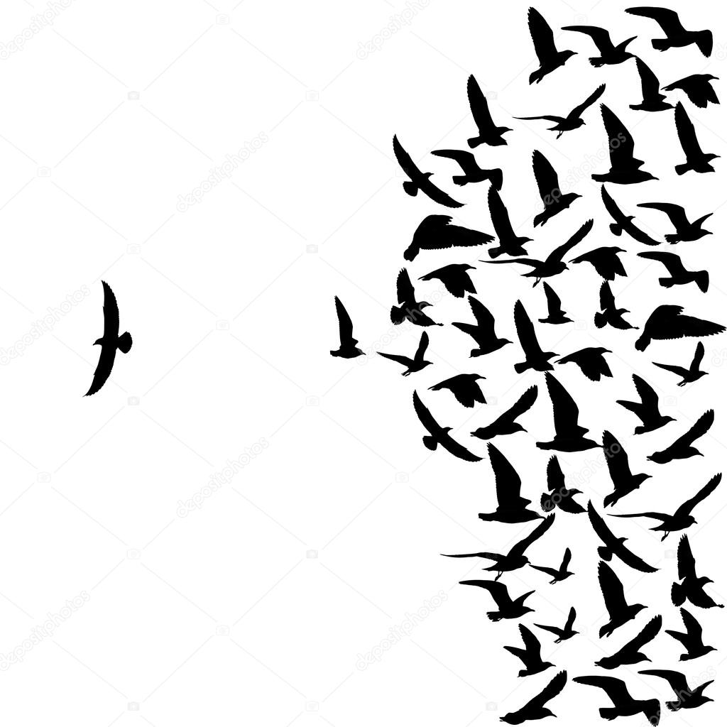 flying seagull birds