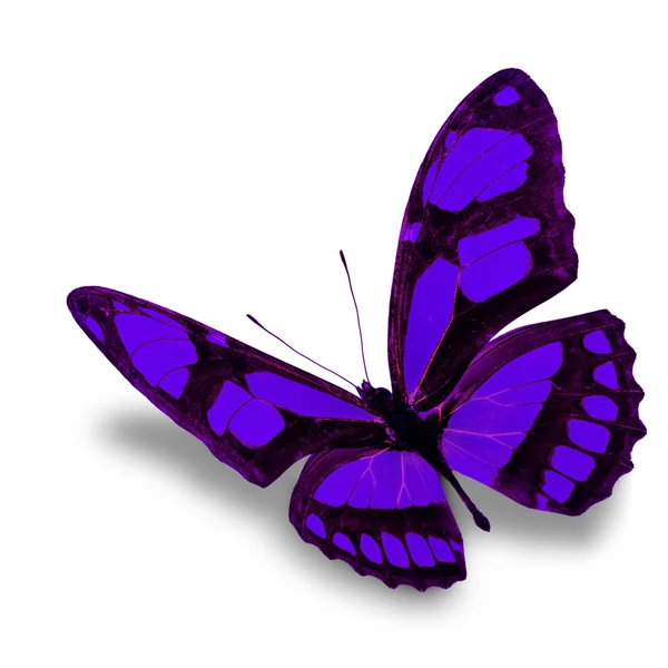 Purple butterfly — Stock Photo, Image