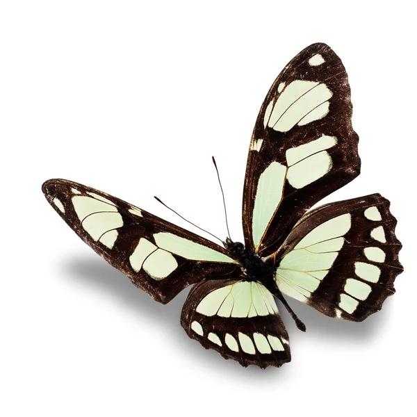 黑白蝴蝶 — 图库照片