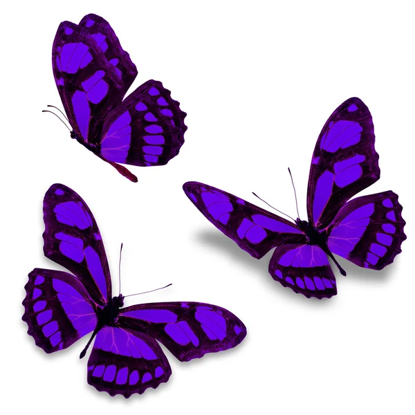 Purple butterfly — Stock Photo, Image