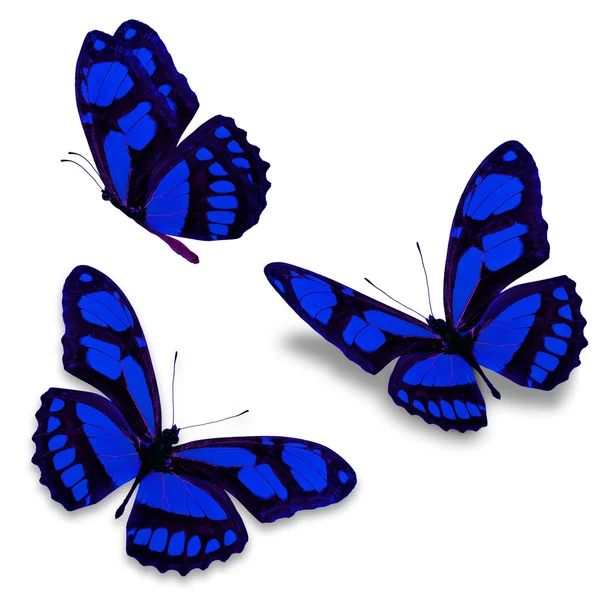 Mariposa azul — Foto de Stock