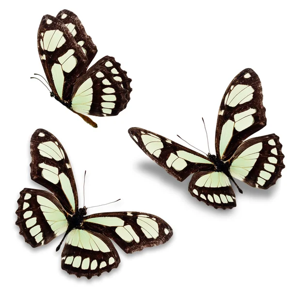 Mariposa blanca y negra — Foto de Stock