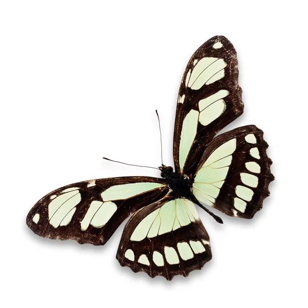 Black and white butterfly — Stock Photo, Image