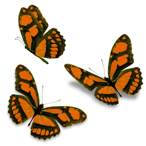 Farfalla arancione — Foto Stock