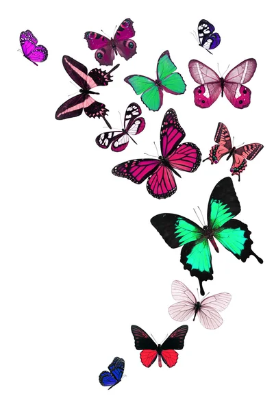 Colorful butterflies — Stock Photo, Image