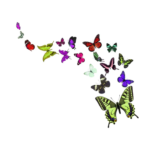 Mariposas coloridas — Foto de Stock