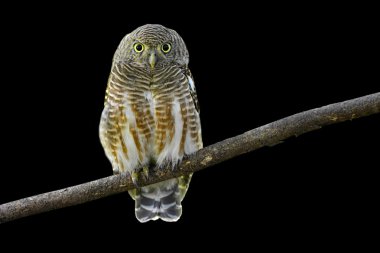 Asian Barred Owlet clipart