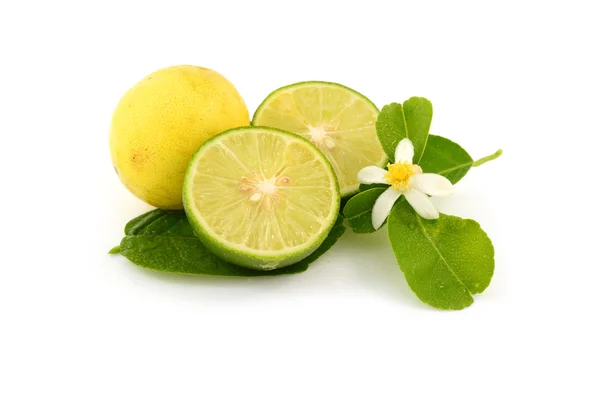 Lime frukt — Stockfoto