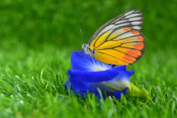 Vlinder aan bloem — Stockfoto