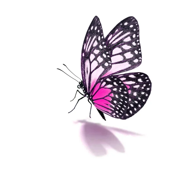 Roze en zwart vlinder — Stockfoto