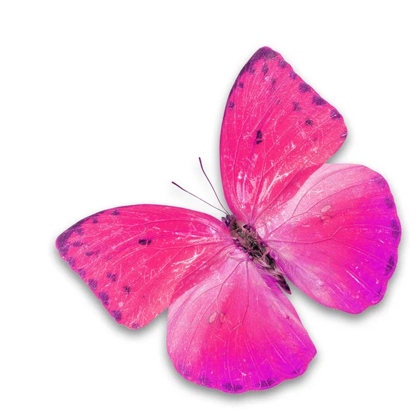 Różowy motyl — Zdjęcie stockowe