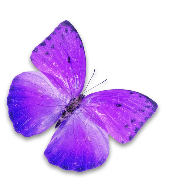 Lila pillangó — Stock Fotó