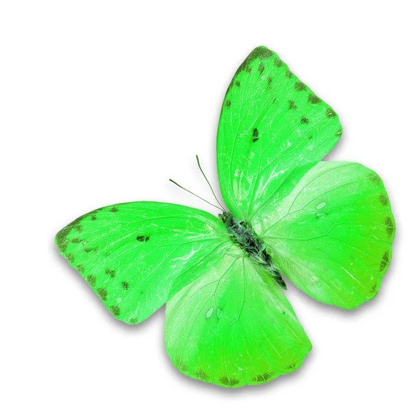 Grønn sommerfugl – stockfoto