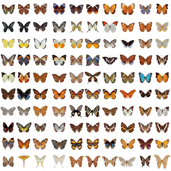 Butterfly Collection — Stockfoto