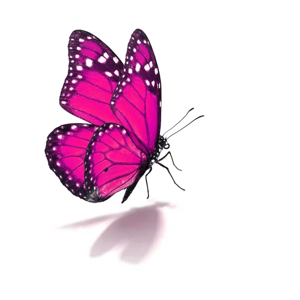 Różowy monarch butterfly — Zdjęcie stockowe