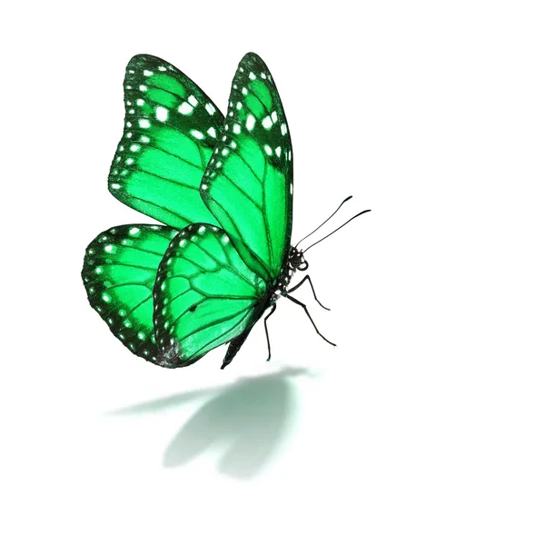 Зелений Метелик монарх — стокове фото
