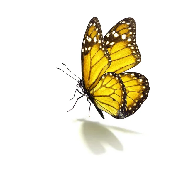 Жёлтая бабочка — стоковое фото