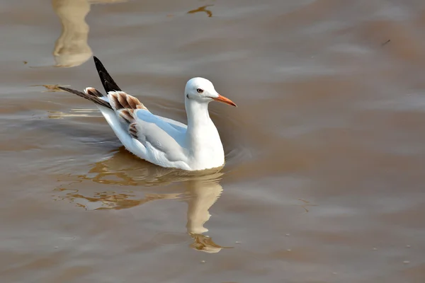 Slender-billed Gull — Stock Photo, Image