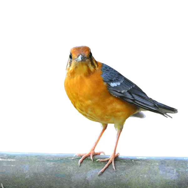 Orange-headed trast fågel — Stockfoto