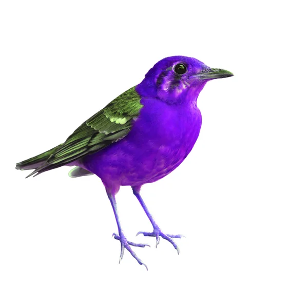 Bellissimo uccello colorato — Foto Stock