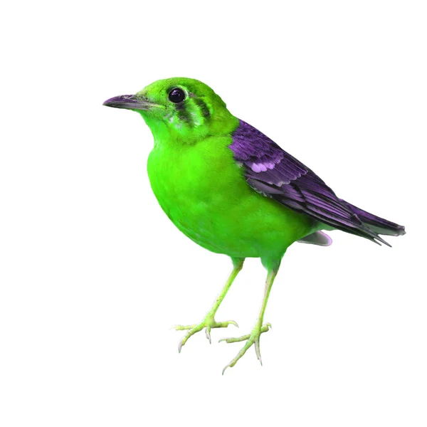 Krásné barevné pták — Stock fotografie