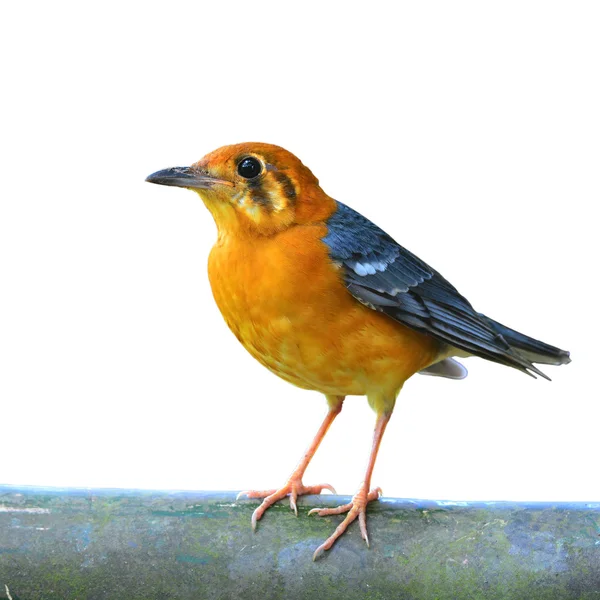 Grzybica na czele pomarańczowy ptak — Zdjęcie stockowe
