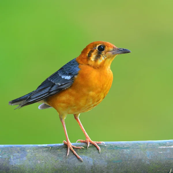 Tordo dalla testa arancione uccello — Foto Stock
