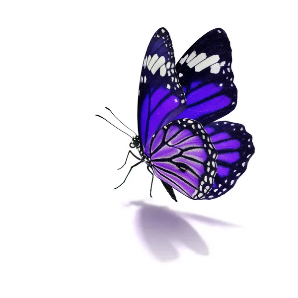 Lila uralkodó pillangó — Stock Fotó