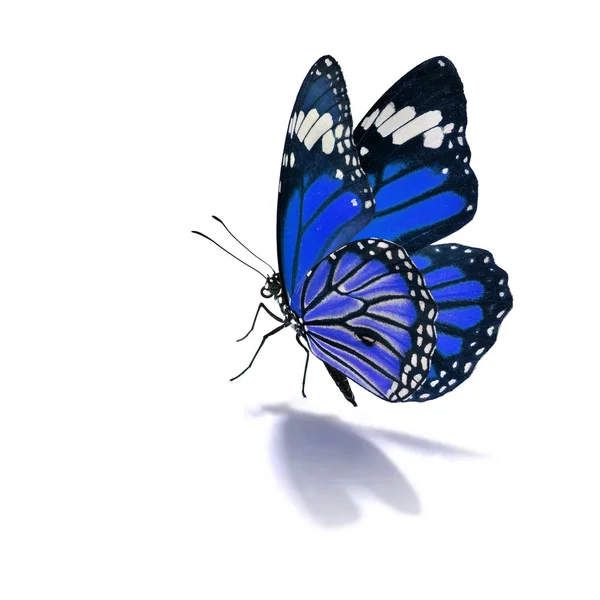Blauer Monarchfalter — Stockfoto