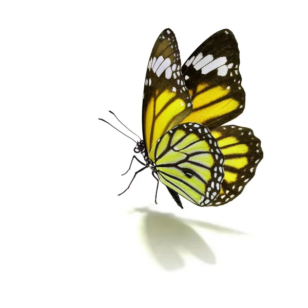 Papillon monarque jaune — Photo