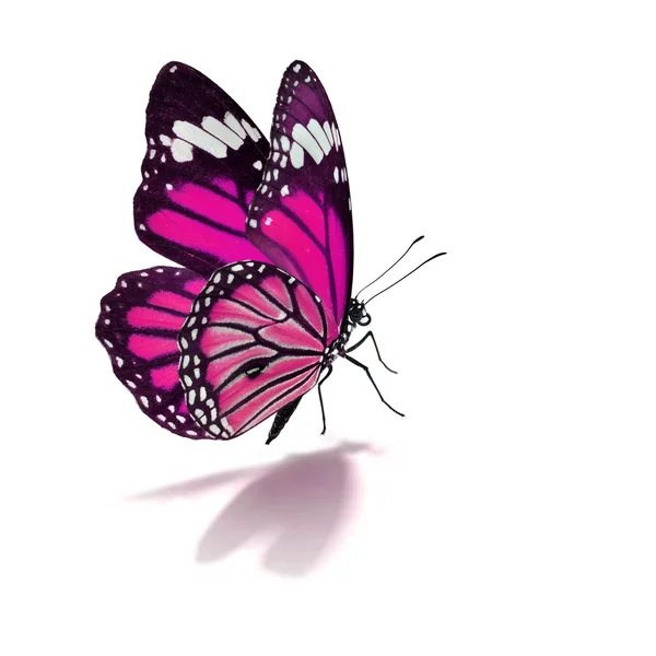 Farfalla monarca rosa — Foto Stock