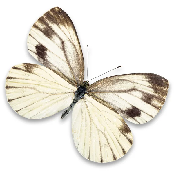 아름 다운 화려한 나비 — 스톡 사진