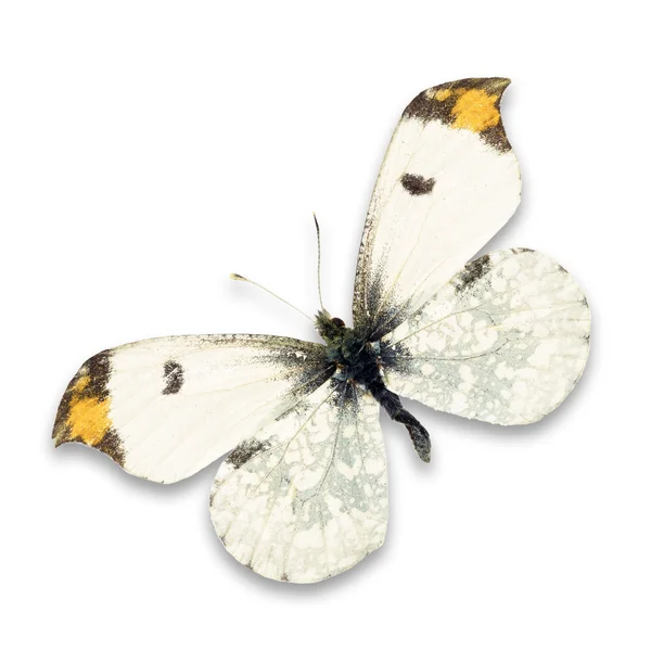 Schöner bunter Schmetterling — Stockfoto