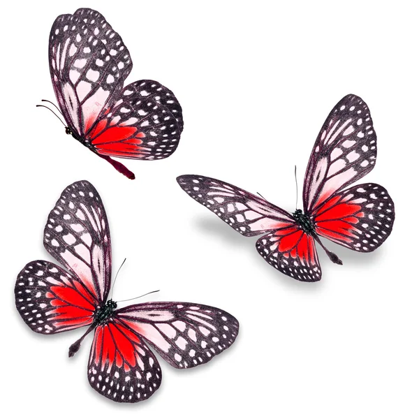 Hermosa mariposa colorida s — Foto de Stock