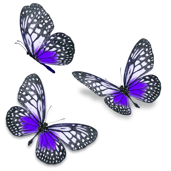 S όμορφο πολύχρωμο πεταλούδα — Φωτογραφία Αρχείου
