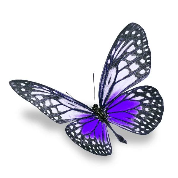 Beautiful colorful butterfly s — Stock Photo, Image