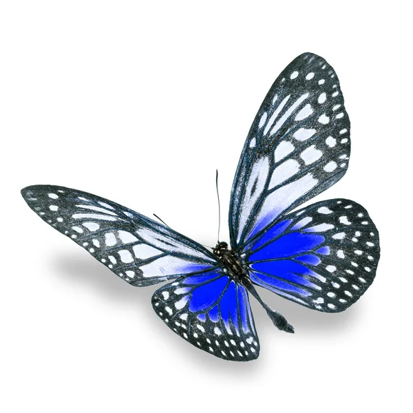 Красивая цветная бабочка — стоковое фото