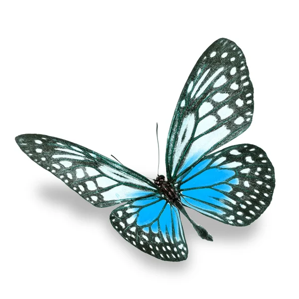 Bela borboleta colorida s — Fotografia de Stock