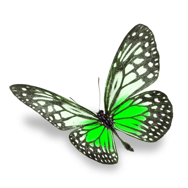 S szép színes pillangó — Stock Fotó