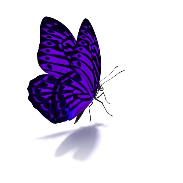 Black and purple butterfly — Stock Photo, Image