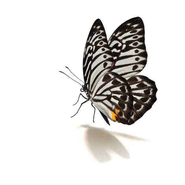 Mariposa blanca y negra — Foto de Stock