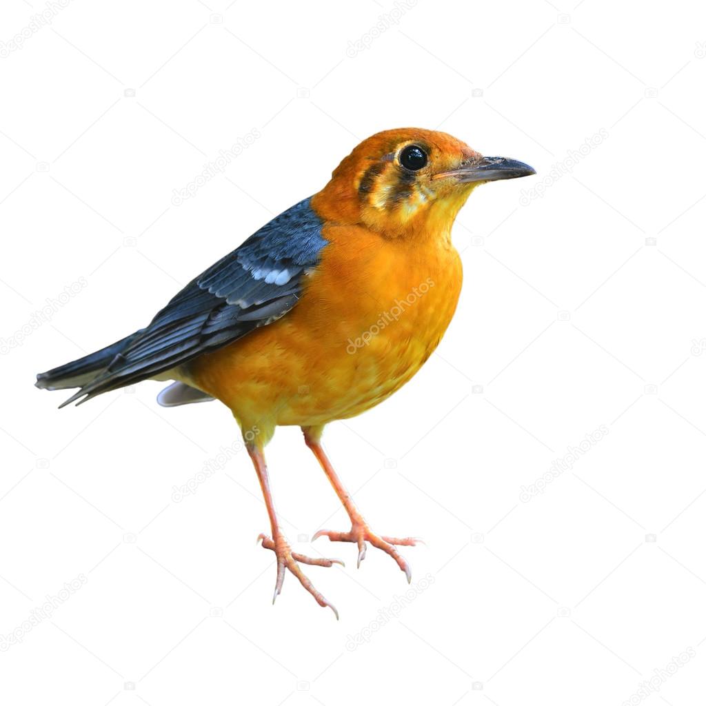 Orange-headed Thrush bird