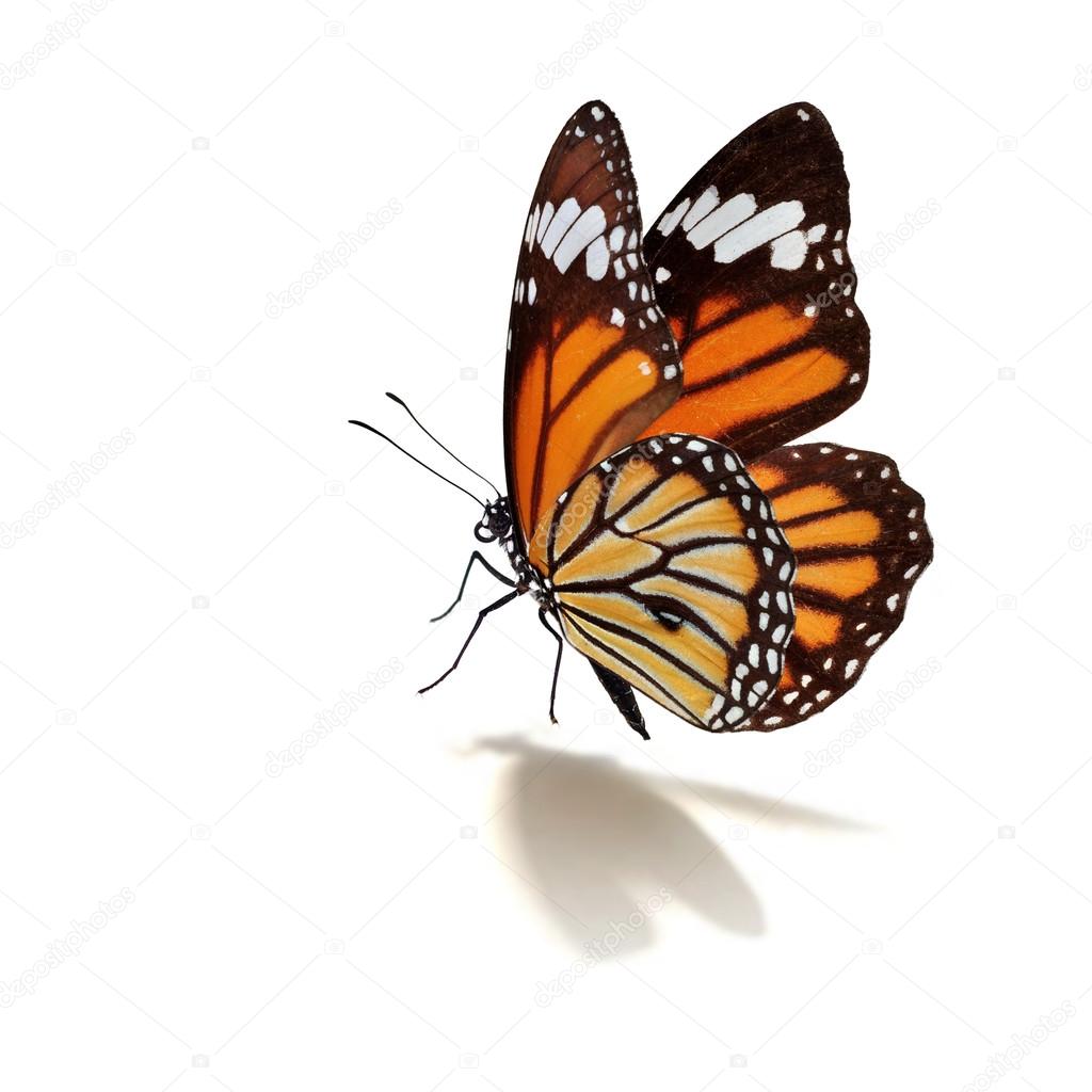 Beautiful monarch butterfly isolated
