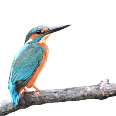 ortak kingfisher kuş