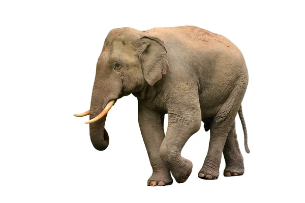 Asiatischer Elefant isoliert — Stockfoto